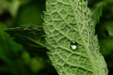 Natural green background with leaves of mint and drop of water on it, macro shot. clipart