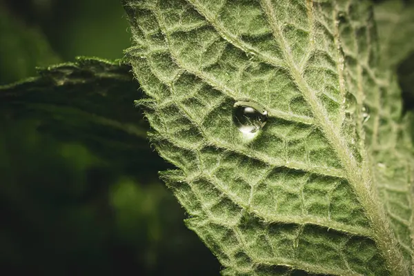 stock image Natural green background with leaves of mint and drop of water on it, macro shot.