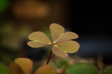 Şanslı bir çiçeğin yakından çekimi..