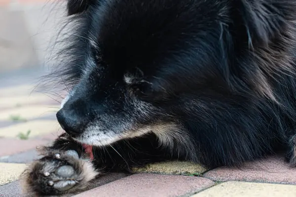 Bir köpek pençesini yalıyor, yakın plan..
