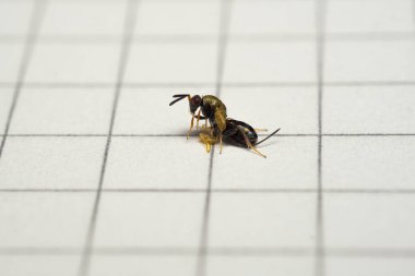 Torymus sinensis 'in pupadan dönüşümü, amniyotik zarın çıkarılması, yakın çekim başkalaşımı. 