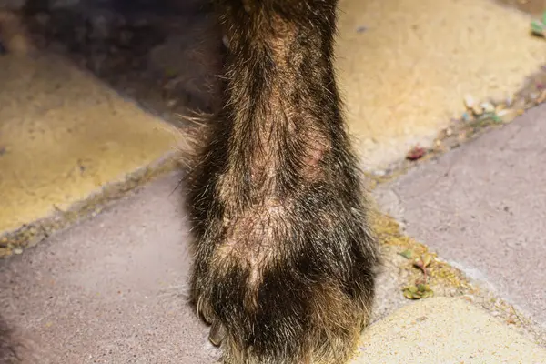 stock image Baldness of the dog's paws, itchy skin, Sarcoptes.