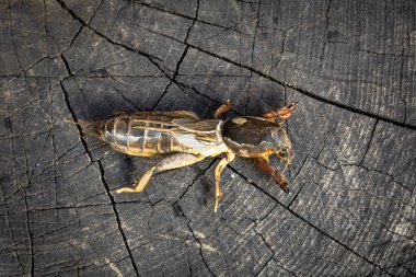 Büyük bir bahçe böceği gryllotalpa yakın çekim.