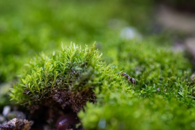 Yeşil yosun, altında bir solucan ve yosunlarda bir karınca, doğal yeşil bir arka plan..