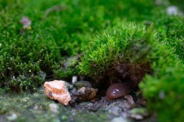Yeşil yosunların arasında bir solucan yağmurdan sonra sürünerek çıktı..