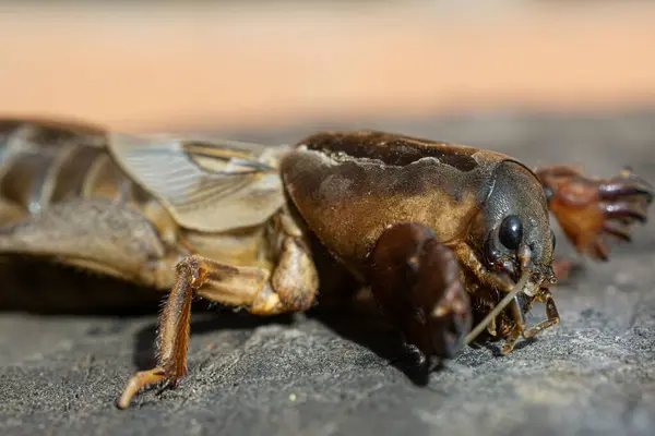 stock image A close-up shot of huge garden insect gryllotalpa.