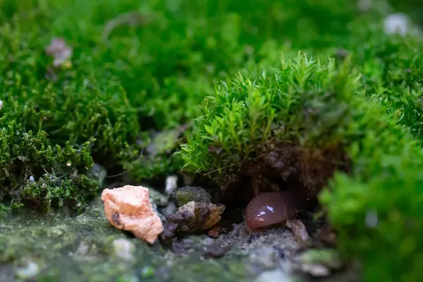 stock image An earthworm crawled out after a rain among green moss, close-up.