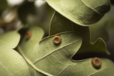 Oak leaf with galls of Gall wasp, close-up. clipart