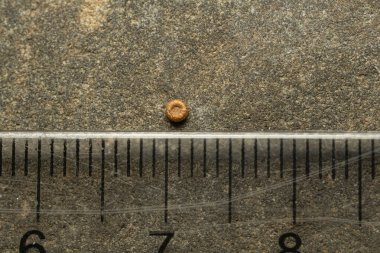 Makro safra, eşek arısı yumurtası, eğitici bir fotoğraf..