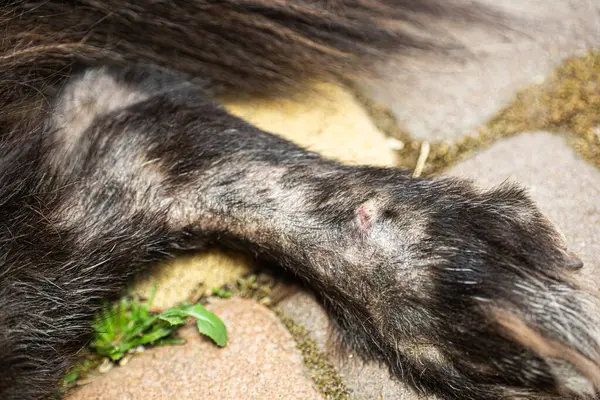 Subcutaneous mite in adult dog, alopecia of the paws, sarcoptosis disease, baldness of the dog's paws, itchy skin.