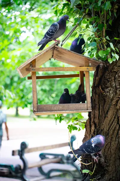 Bir grup güvercin güneşli bir yaz gününde şehir parkındaki bir ağaç besleyicisinde oturur..