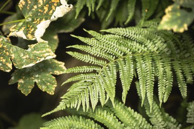 Ormanda eğreltiotu yaprağı, yakın görüş.