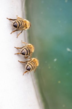 A group of bees drinking water, back view. clipart