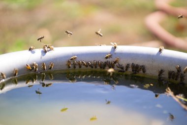 Bahçedeki havuzdan su içen bir grup arı..