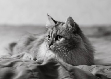 Üç renkli bir kedi sessizce yatağa uzanıyor ve serin bir bakışla, siyah beyaz bir fotoğrafla başka yere bakıyor..