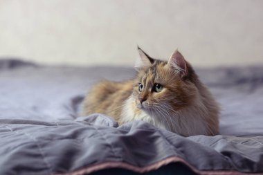 Üç renkli bir kedi sessizce yatağa uzanıyor ve serin bir bakışla başka yere bakıyor..