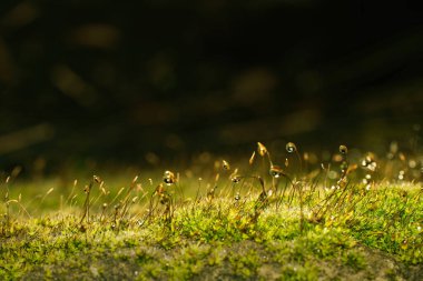 Yağmurdan sonra damlayan yeşil yosun, doğal yeşil arka plan, makro çekim.