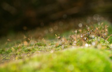 Yağmurdan sonra damlayan yeşil yosun, doğal yeşil arka plan, makro çekim.