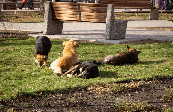 Şehir parkında başıboş bir köpek sürüsü yatıyor..