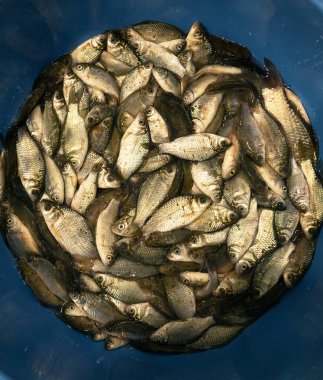 Pazarda taze balık, üst manzara..