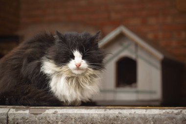 Siyah bir sokak kedisi kışın bir standın önünde oturur..