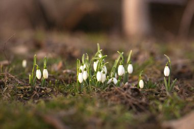 The first spring flowers, snowdrops in the woods, buds. clipart