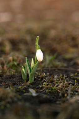 The first spring flowers, snowdrops in the woods, buds. clipart