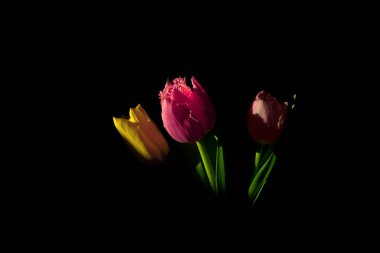 Karşıt ışıkta siyah zemin üzerinde farklı renkli laleler.