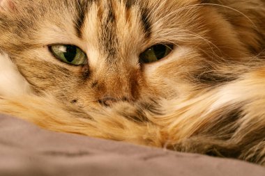 Açık yeşil gözlü, zencefilli, üç renkli bir kedinin yakın çekim ağızlığı..