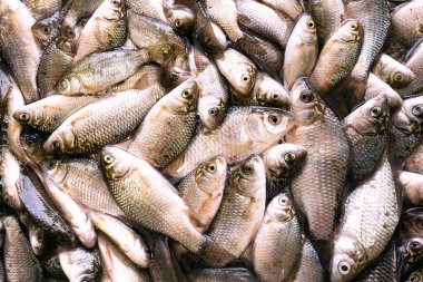 Yakından taze balık avı..