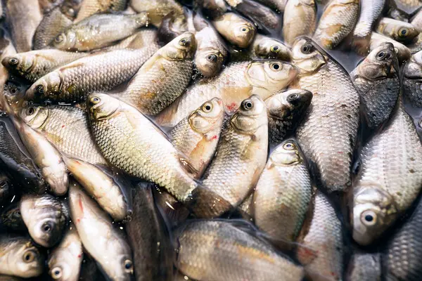 Yakından taze balık avı..