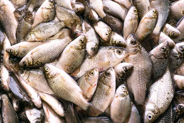 Yakından taze balık avı..