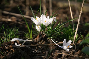 Güneşli bir günde ormanda açan beyaz timsahlar..