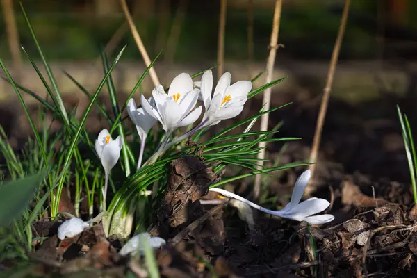 Güneşli bir günde ormanda açan beyaz timsahlar..