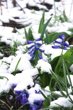 Bahar çiçekleri, karla kaplı çiçekler..