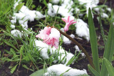 Bahar çiçekleri, çiçek açan pembe sümbül çiçekleri karla kaplı..