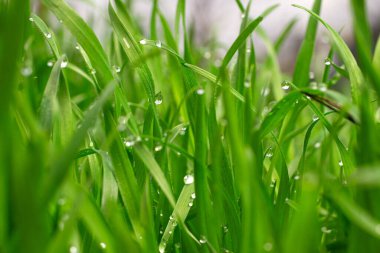 Doğal yaz arkaplanı, çiğ taneli yeşil çimenler..