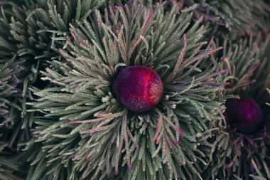 Doğal çiçek arkaplanı, çiğ içindeki adonis tomurcuğu..