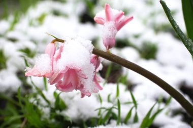 Bahar çiçekleri, çiçek açan pembe sümbül çiçekleri karla kaplı..