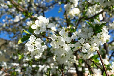 Güneşli bir günde çiçek açan kiraz ağacının bir dalı.