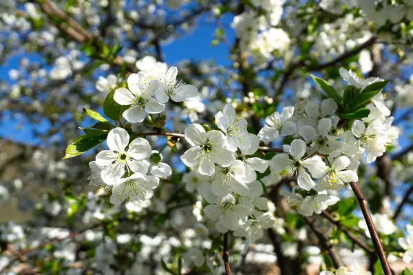 Güneşli bir günde çiçek açan kiraz ağacının bir dalı.