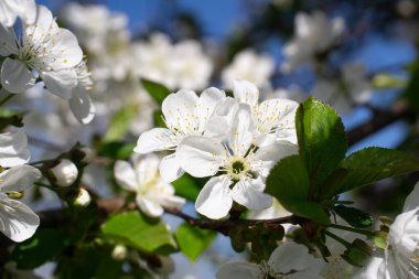 Güneşli bir günde çiçek açan kiraz ağacının bir dalı.