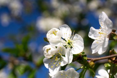 Güneşli bir günde çiçek açan kiraz ağacının bir dalı.