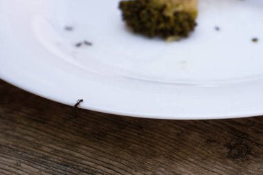 Bir grup ev karıncaları artık yemek tabağında..