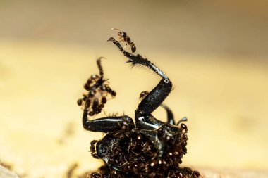 Bir grup karınca büyük bir böcek yiyor, makro çekim..