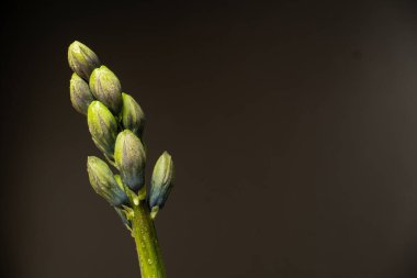 Kapalı sümbül çiçek tomurcukları, koyu arkaplanda yeşil dal, boşluğu kopyala.