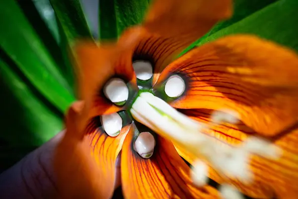 Çiçeğin iç kısmının yakın çekimi Fritillaria emperialis Aurora, nektarın böcekleri çekmek için üretildiği yer..