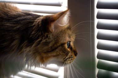 Genç bir üç renkli kedi pencereye oturur ve bir delikten dışarı bakar. Caddeye bakan panjurlar, yeşil gözler..