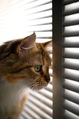 Genç bir üç renkli kedi pencereye oturur ve bir delikten dışarı bakar. Caddeye bakan panjurlar, yeşil gözler..
