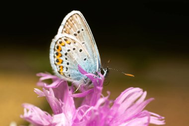 Kelebek, leylak çiçeğinden polen topluyor..